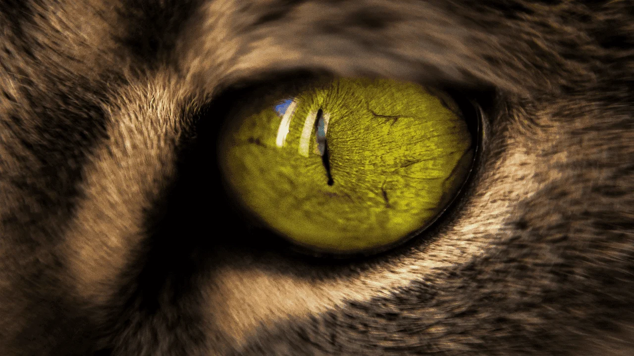 What the World Looks Like to Cats?