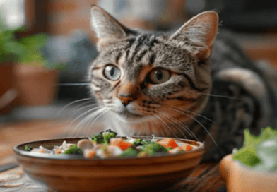 The imortance of Homemade Food for Cats