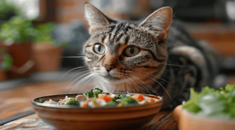 The imortance of Homemade Food for Cats