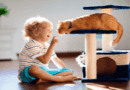 the importance of play for cats