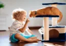 the importance of play for cats