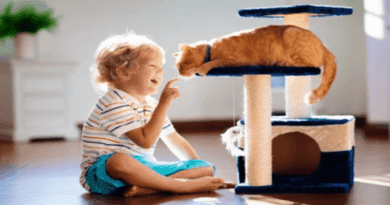 the importance of play for cats