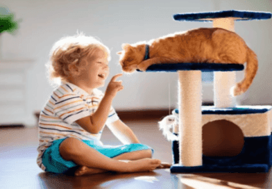 the importance of play for cats