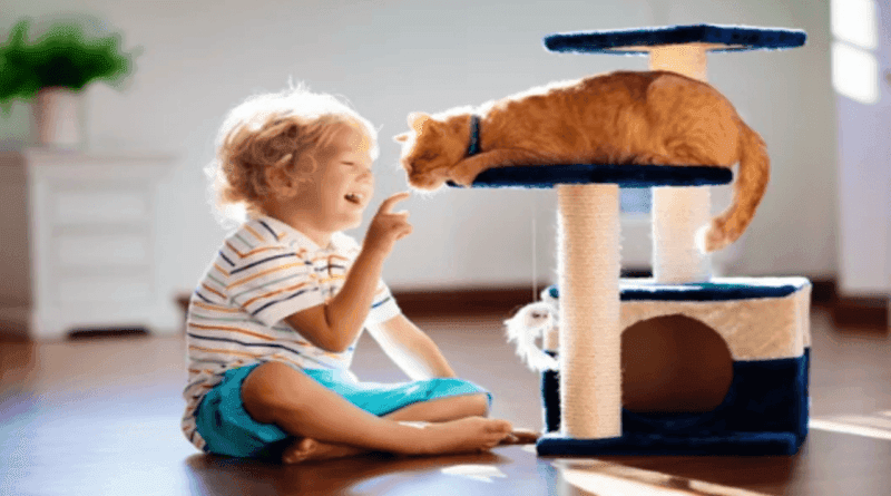 the importance of play for cats
