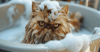 which cats are hypoallergenic