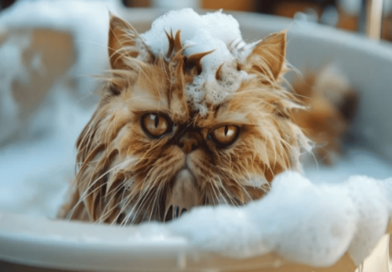 which cats are hypoallergenic