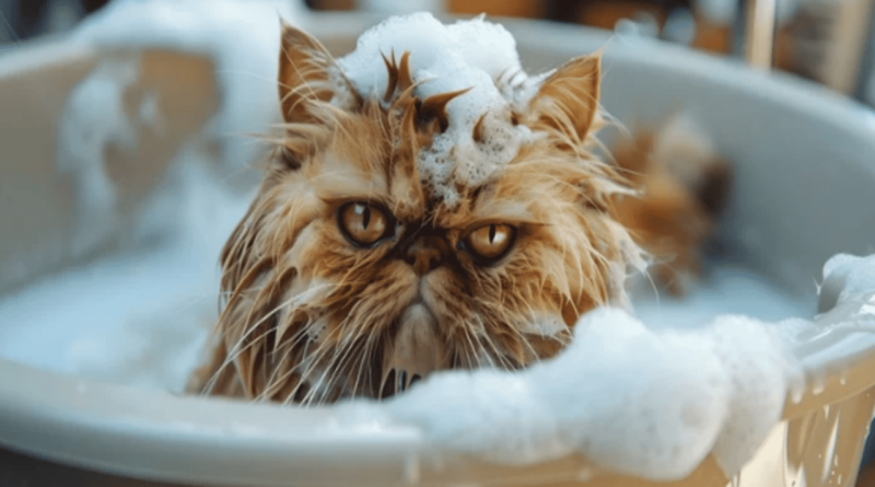 which cats are hypoallergenic