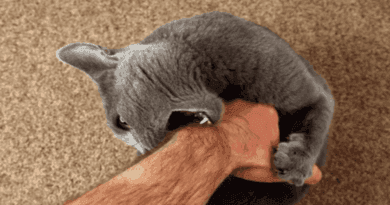Dealing with Aggressive Cat Behavior