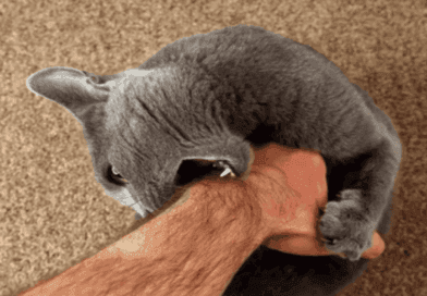Dealing with Aggressive Cat Behavior