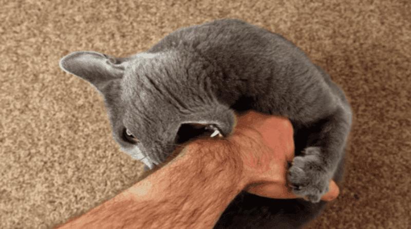 Dealing with Aggressive Cat Behavior