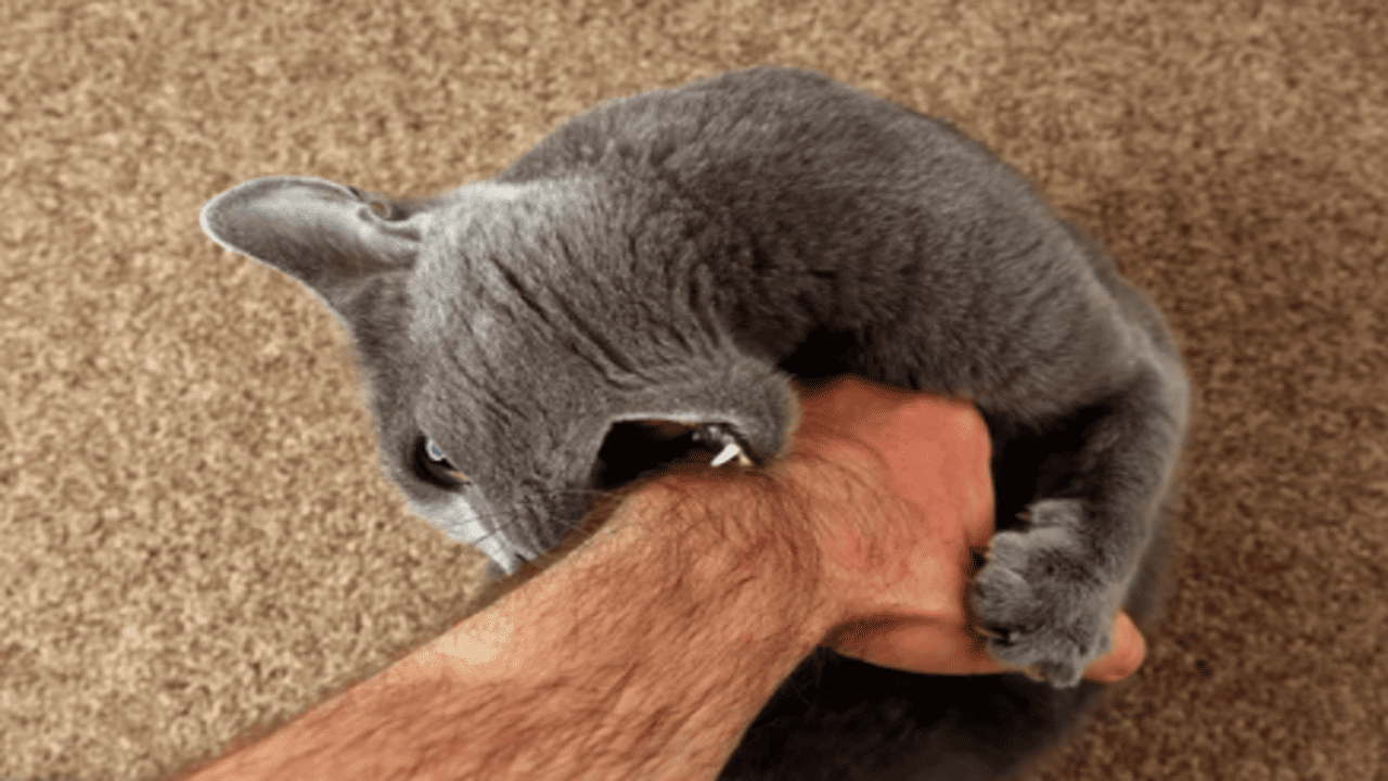 Dealing with Aggressive Cat Behavior