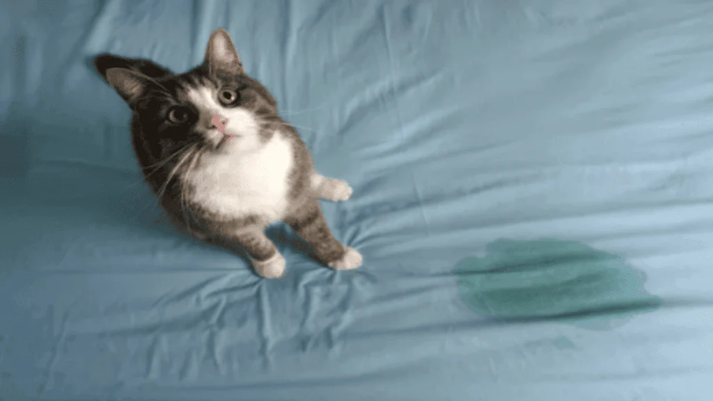 Gentle Solutions to Stop Your Cat from Peeing on the Bed