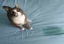 Gentle Solutions to Stop Your Cat from Peeing on the Bed