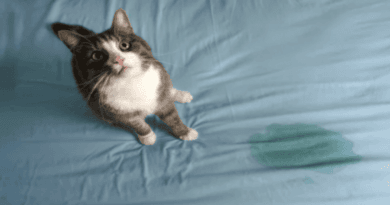 Gentle Solutions to Stop Your Cat from Peeing on the Bed