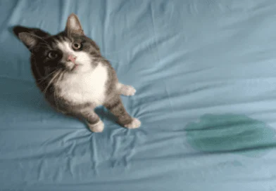 Gentle Solutions to Stop Your Cat from Peeing on the Bed
