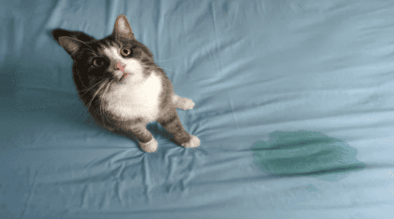 Gentle Solutions to Stop Your Cat from Peeing on the Bed