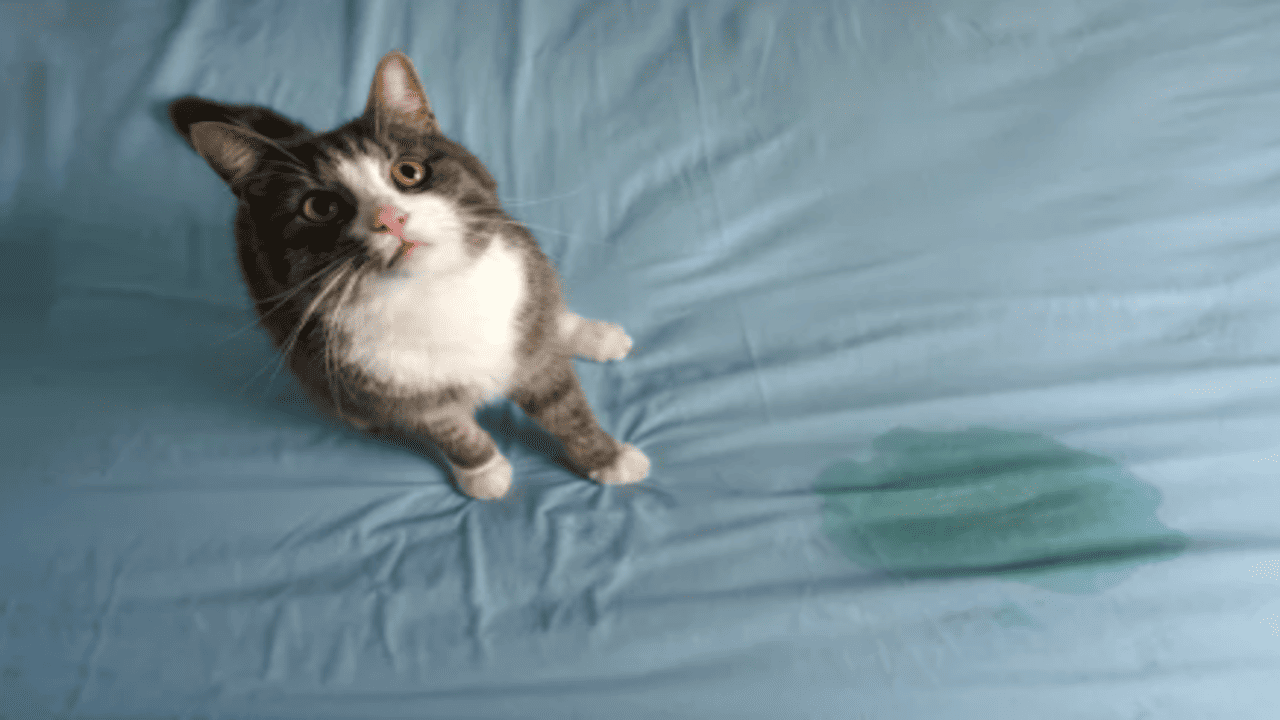 Gentle Solutions to Stop Your Cat from Peeing on the Bed