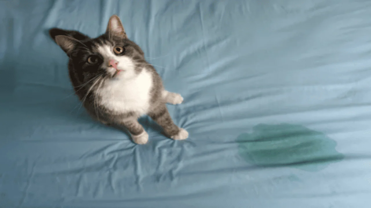 Gentle Solutions to Stop Your Cat from Peeing on the Bed