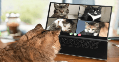 How Cats Became Internet Celebrities