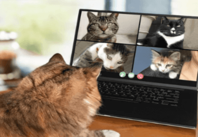 How Cats Became Internet Celebrities