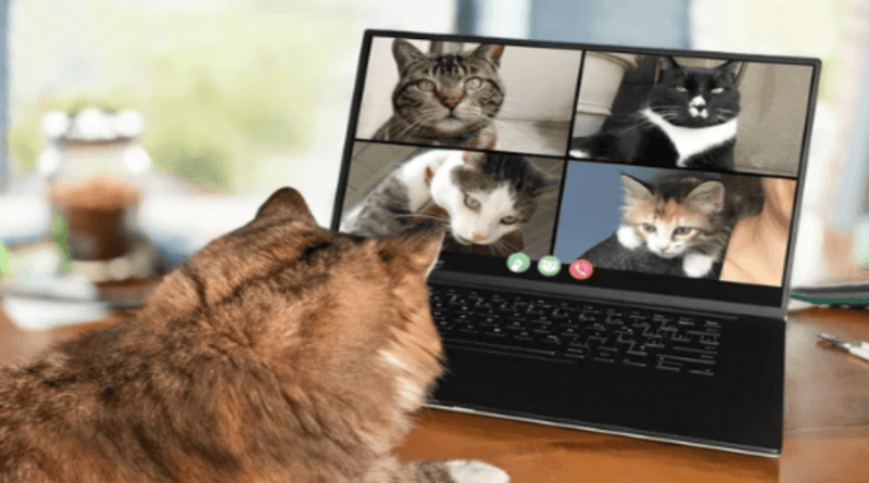 How Cats Became Internet Celebrities