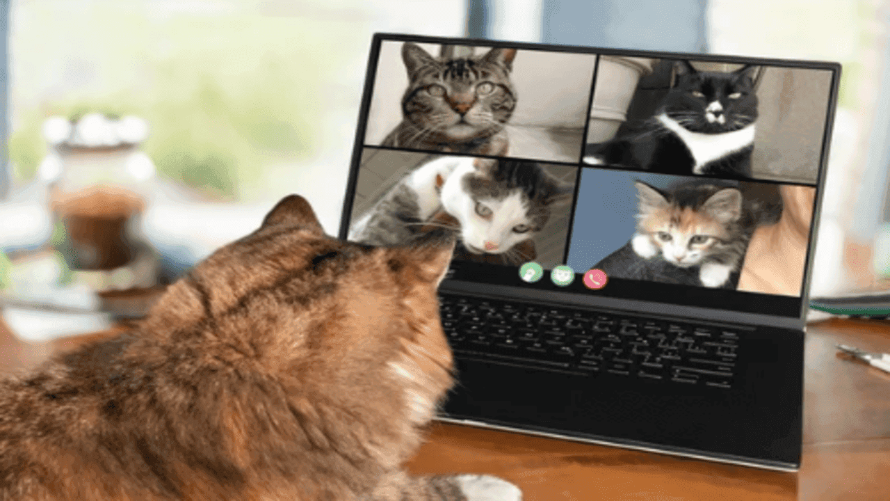 How Cats Became Internet Celebrities
