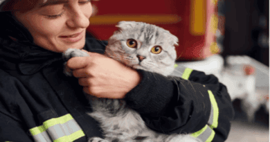 Animal Rescue Efforts During Southern California Wildfires