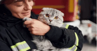 Animal Rescue Efforts During Southern California Wildfires