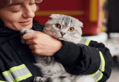 Animal Rescue Efforts During Southern California Wildfires