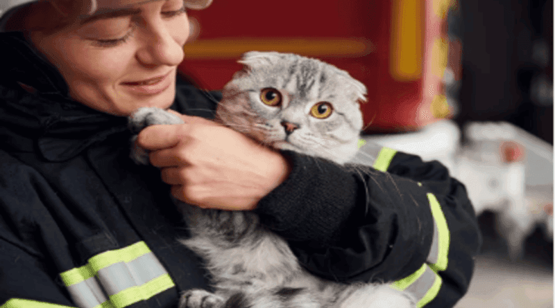 Animal Rescue Efforts During Southern California Wildfires