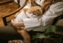 Ten Essential Tips for First-Time Cat Owners