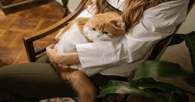 Ten Essential Tips for First-Time Cat Owners