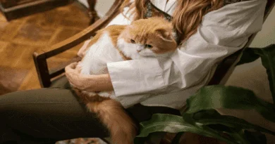Ten Essential Tips for First-Time Cat Owners