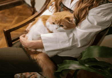 Ten Essential Tips for First-Time Cat Owners