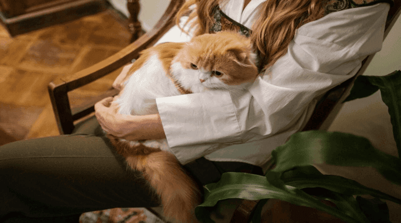 Ten Essential Tips for First-Time Cat Owners
