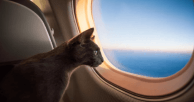 Traveling with Cats Tips for a Stress-Free Journey