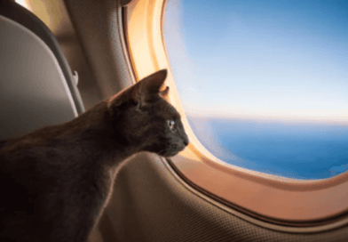 Traveling with Cats Tips for a Stress-Free Journey
