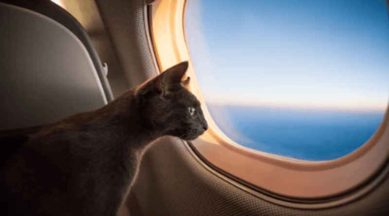 Traveling with Cats Tips for a Stress-Free Journey