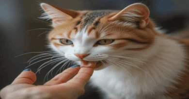 Why Do Cats Lick You