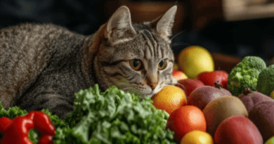 Could Vegan Diets Make Cats Healthier