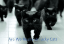 Are Black Cats Really Unlucky