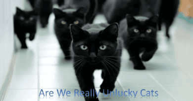 Are Black Cats Really Unlucky
