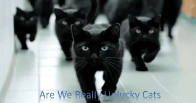Are Black Cats Really Unlucky