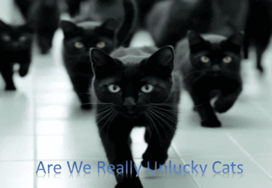 Are Black Cats Really Unlucky