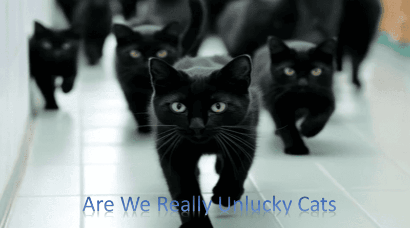 Are Black Cats Really Unlucky