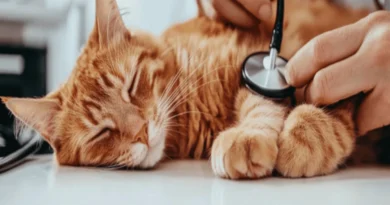 Common Health Issues in Cats