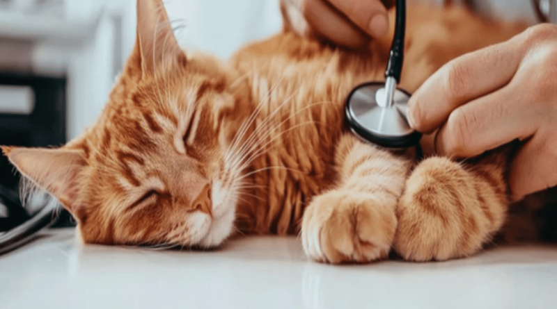 Common Health Issues in Cats