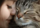 Why Is the Cat So Popular