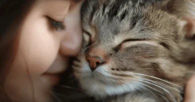 Why Is the Cat So Popular