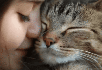 Why Is the Cat So Popular